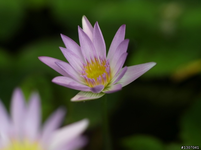 [分享]當L1+Nikon 85mm/F1.4 毒性會有多強呢?