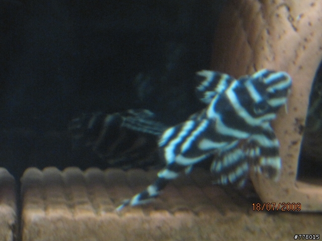 我的魚缸又有新房客