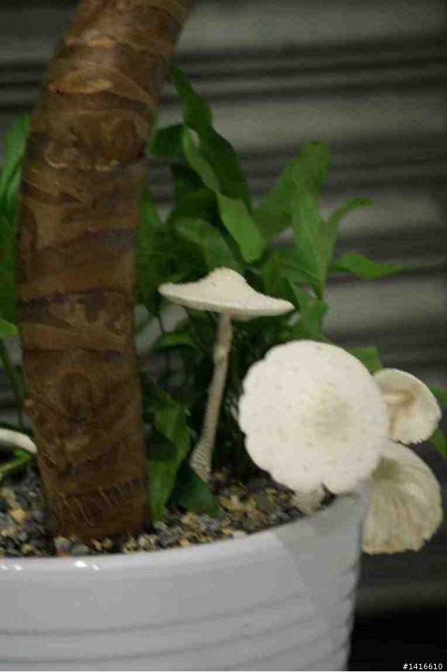 颱風過後,我家盆栽長香菇了O.O'''
