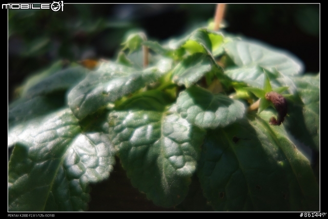k200d+sears 135mm F2.8分享