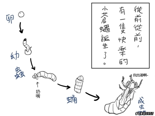 [分享]網路漫畫-蒼蠅的一生