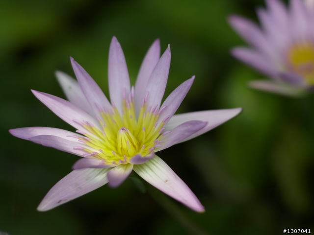 [分享]當L1+Nikon 85mm/F1.4 毒性會有多強呢?