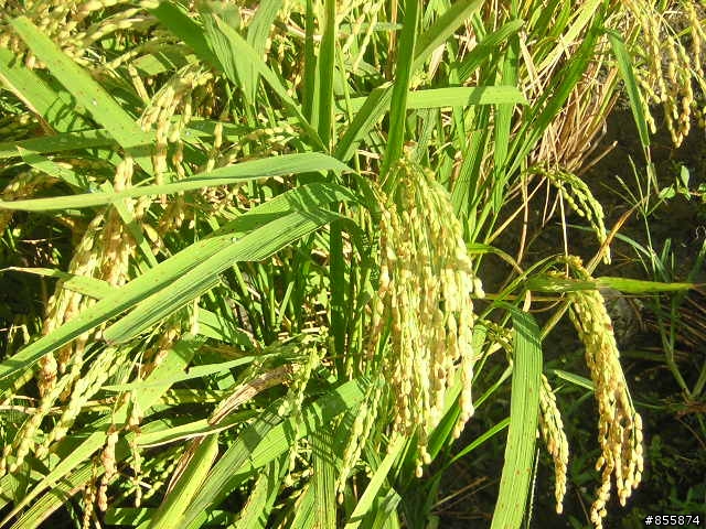 花東景點介紹之五~崙天部落