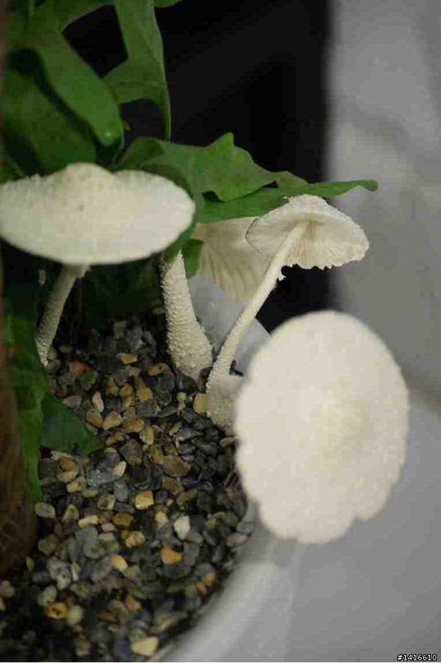 颱風過後,我家盆栽長香菇了O.O'''