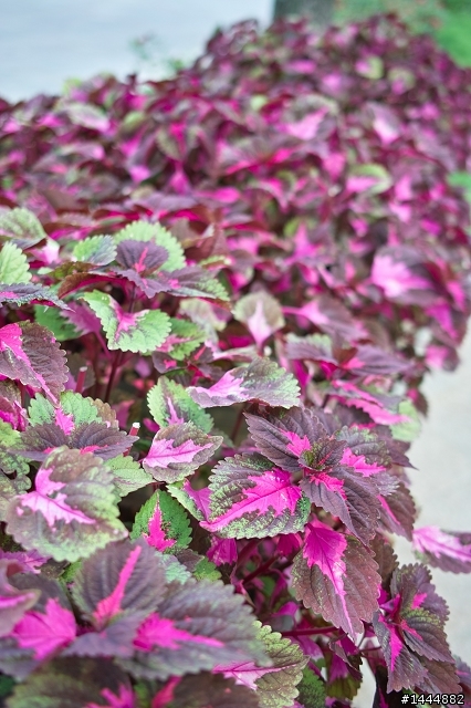 泰晤士小镇 by DP2试拍(第二季）