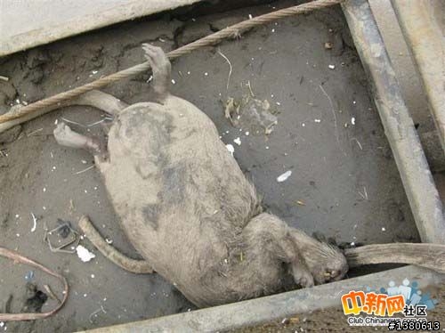 ［鮮聞］忍者龜的老師在大陸被工人解決掉了
