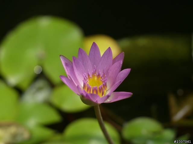 [分享]當L1+Nikon 85mm/F1.4 毒性會有多強呢?