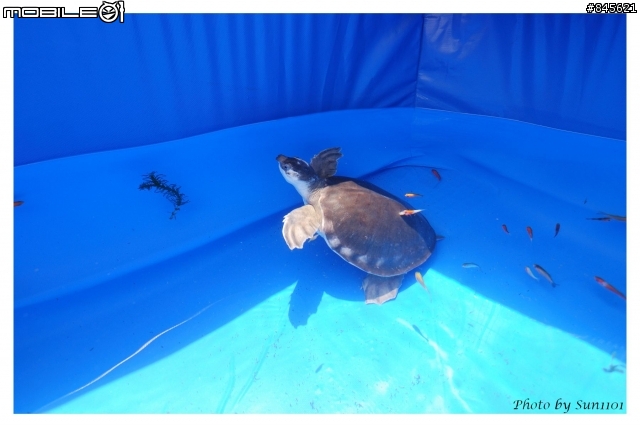 [分享]大豬鼻的新家！