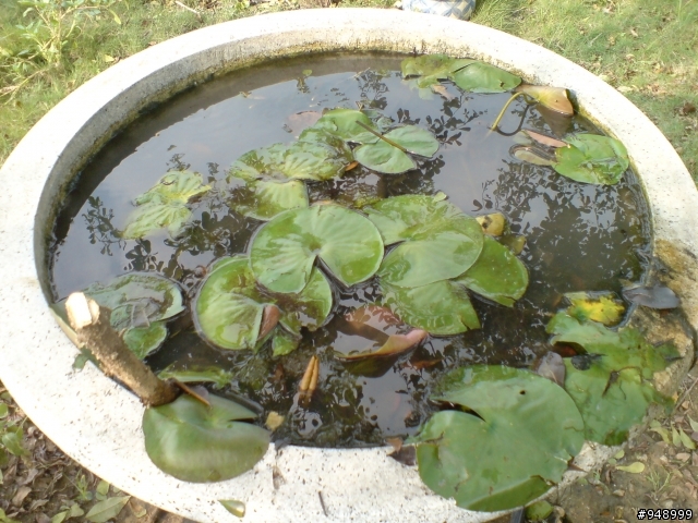 蓮花池之孑孓的逆襲