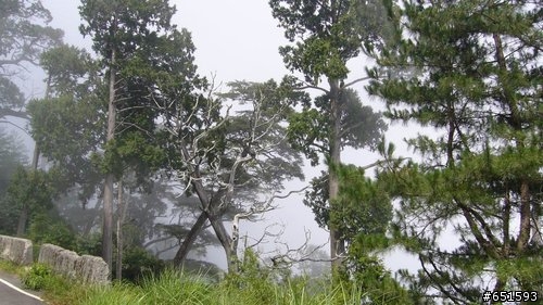 20090801大雪山林道