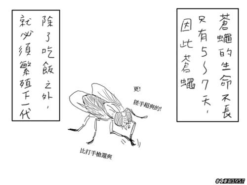 [分享]網路漫畫-蒼蠅的一生