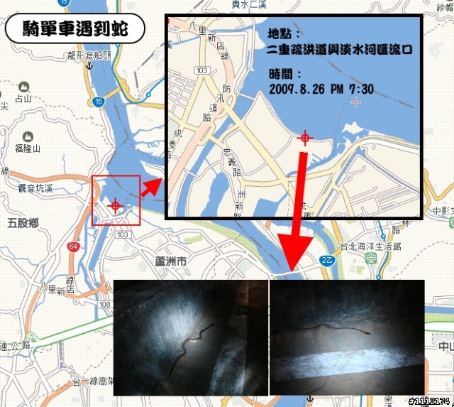 小心有蛇！三重蘆洲往八里自行車道有蛇！大家請小心！
