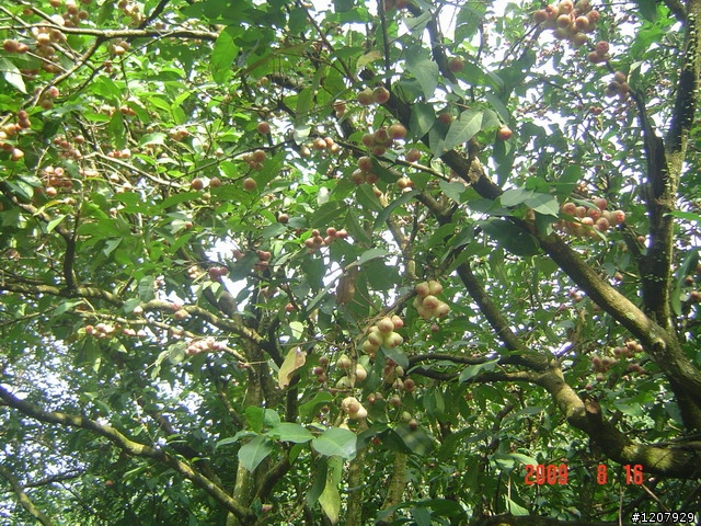 2009~8/16本來行程是廣興,結果迷路騎去獅頭山,騎車不忘迷路的精神所在啦