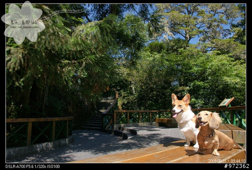 狗寶貝[柯基.臘腸] 合歡山→花蓮太魯閣--中部橫貫公路(台8線)、武嶺、碧綠神木