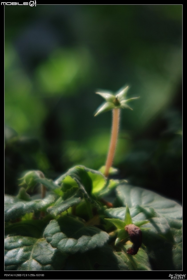 k200d+sears 135mm F2.8分享
