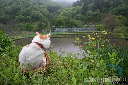 [e-mail轉貼]貓咪成功記