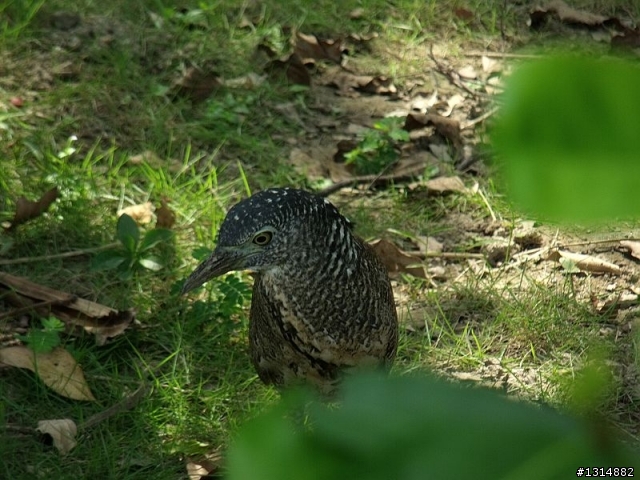 新玩具入手!真是不會用阿，所以老闆請來瓶大辣!