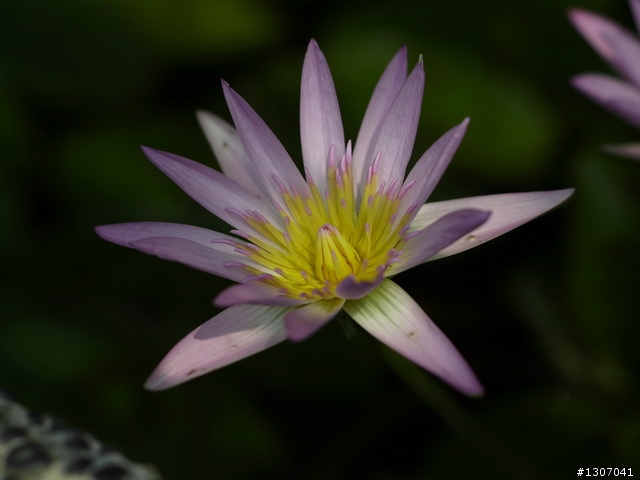 [分享]當L1+Nikon 85mm/F1.4 毒性會有多強呢?