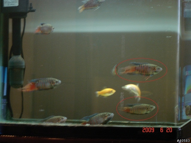 請問這是什麼魚?謝謝