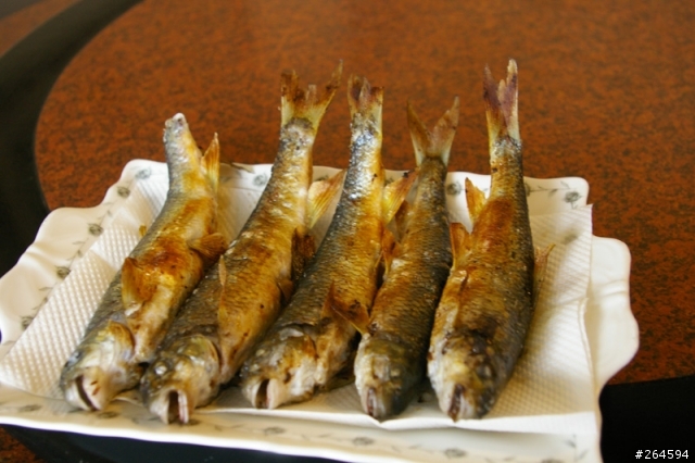 花蓮釣苦花