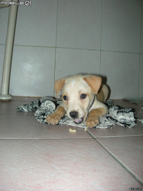 [協助認養]心痛的訊息，學校主任已報請補狗隊將四隻小生命抓走，目前剩下奶油一隻，內容全部更新