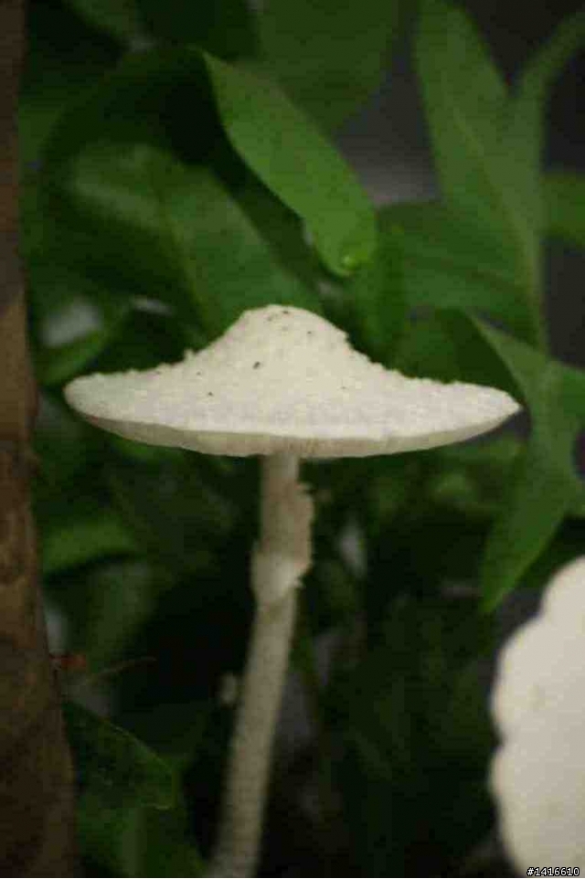 颱風過後,我家盆栽長香菇了O.O'''