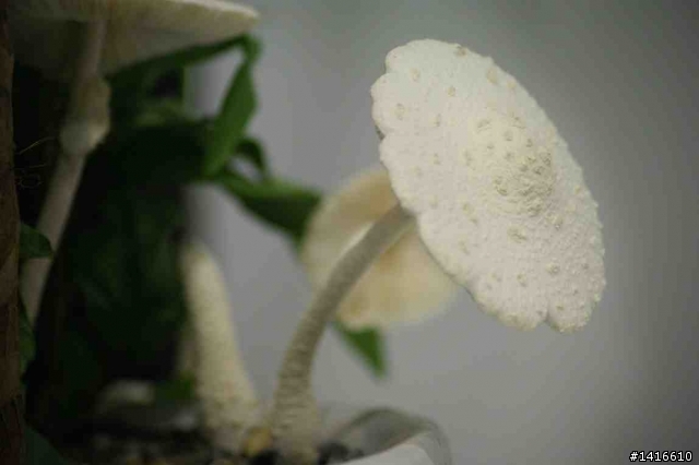 颱風過後,我家盆栽長香菇了O.O'''