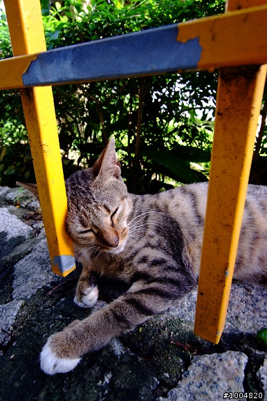 分享~ Fujifilm S5pro + Sigma 10-20mm f3.5 貓貓寫真照~