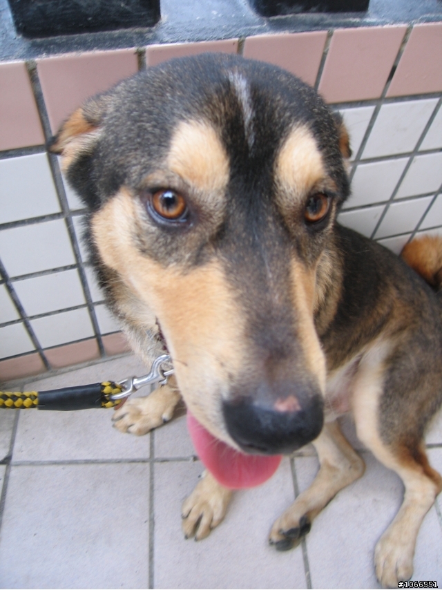 【分享】35000G載卡多拖車