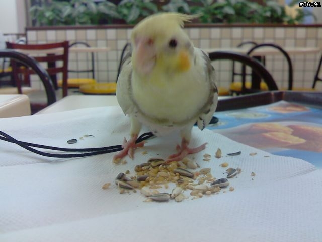 <分享>我家的鴨鴨.. 玄鳳鸚鵡
