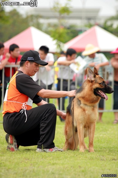 98年度台南市育犬協會第一屆議長盃德國狼犬單獨展展場花絮（ 照片分享 ）