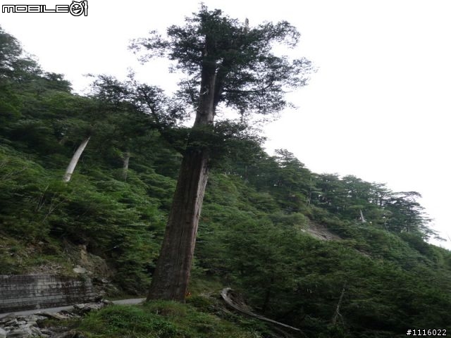 大雪山200林道~~13K~49.5K