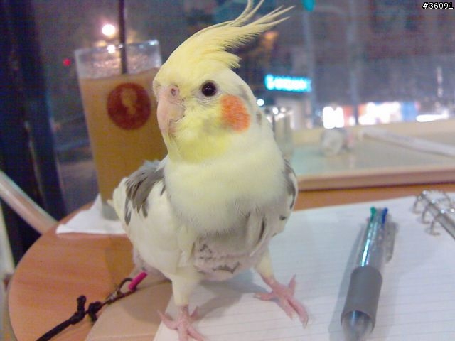 <分享>我家的鴨鴨.. 玄鳳鸚鵡