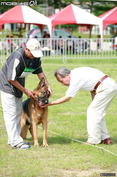 98年度台南市育犬協會第一屆議長盃德國狼犬單獨展展場花絮（ 照片分享 ）