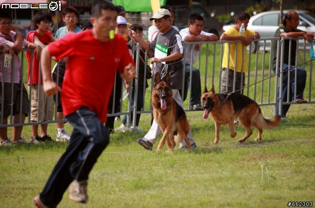 98年度台南市育犬協會第一屆議長盃德國狼犬單獨展展場花絮（ 照片分享 ）