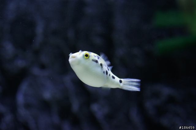 My fishbowl 分享你的快樂水族箱～ [ 非 facebook ]