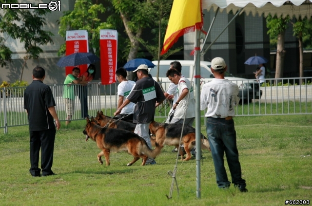 98年度台南市育犬協會第一屆議長盃德國狼犬單獨展展場花絮（ 照片分享 ）