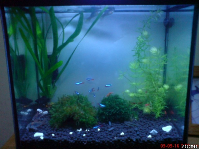 藍色的燈具對水草..?