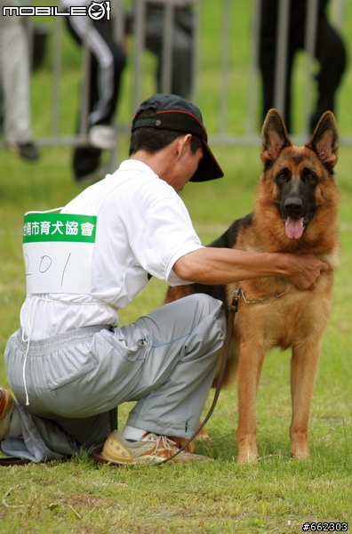 98年度台南市育犬協會第一屆議長盃德國狼犬單獨展展場花絮（ 照片分享 ）