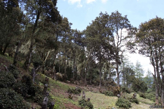 [遊記] 從地獄走向天堂的路 第七天 雀兒山下 塔斯溝山谷→邛引村