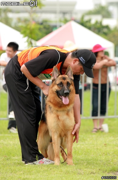 98年度台南市育犬協會第一屆議長盃德國狼犬單獨展展場花絮（ 照片分享 ）