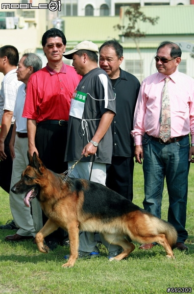 98年度台南市育犬協會第一屆議長盃德國狼犬單獨展展場花絮（ 照片分享 ）