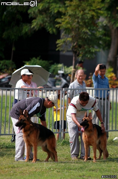 98年度台南市育犬協會第一屆議長盃德國狼犬單獨展展場花絮（ 照片分享 ）