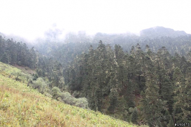 [遊記] 從地獄走向天堂的路 第六天 茨古啞口→雀兒山下 塔斯溝山谷