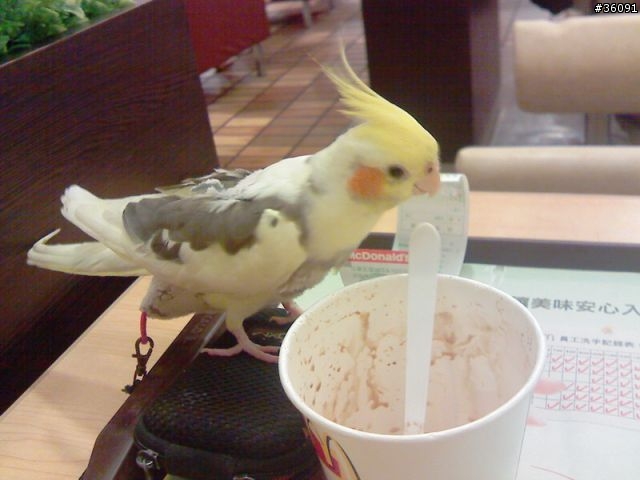 <分享>我家的鴨鴨.. 玄鳳鸚鵡