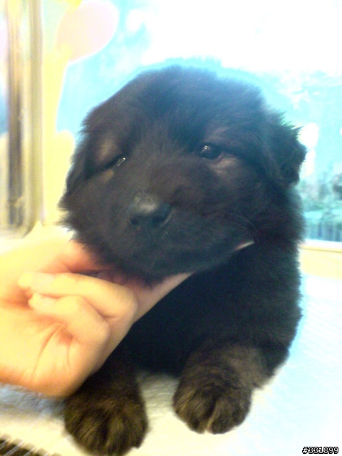 可愛米克斯小黑狗認養(兩個月大)~~(已領養)