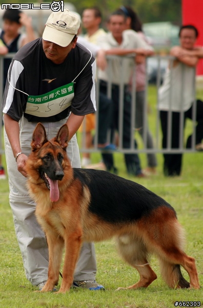 98年度台南市育犬協會第一屆議長盃德國狼犬單獨展展場花絮（ 照片分享 ）