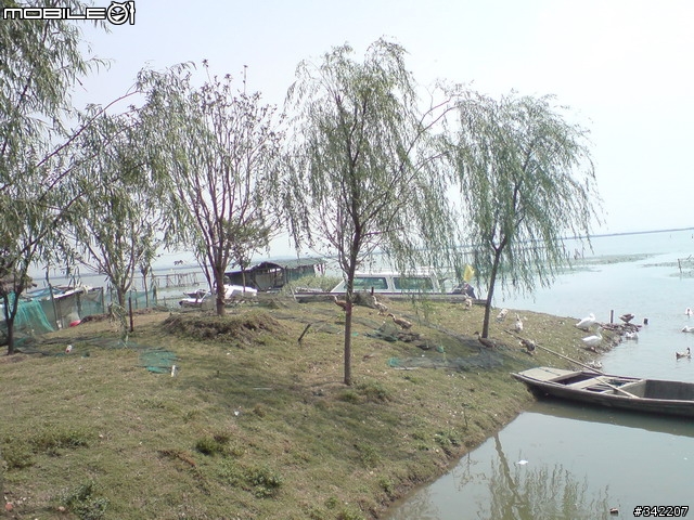 09年九月首發-陽澄胡大閘蟹 陽澄湖蓮花島