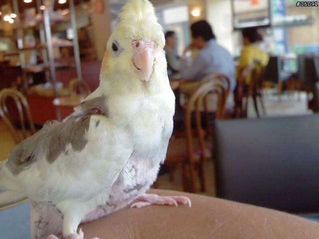 <分享>我家的鴨鴨.. 玄鳳鸚鵡