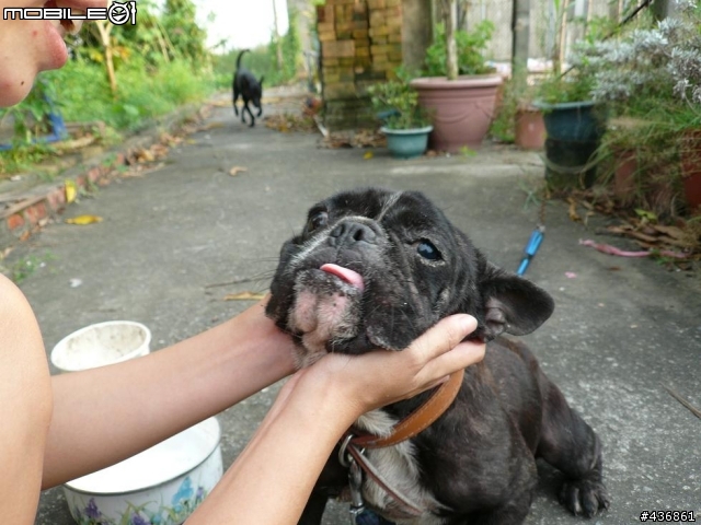 送養法國鬥牛犬